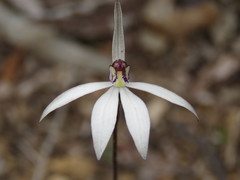 Caladenia saccharata