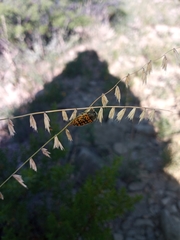 Acmaeodera auritincta
