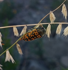 Acmaeodera auritincta