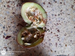 Passiflora adenopoda