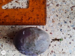 Passiflora adenopoda