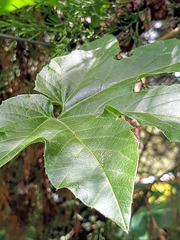 Passiflora adenopoda