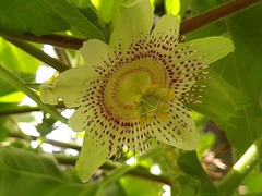 Passiflora adenopoda