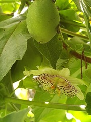 Passiflora adenopoda