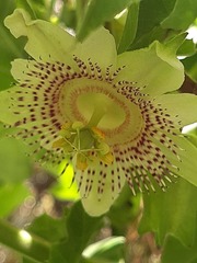 Passiflora adenopoda
