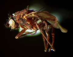 Coproica ferruginata