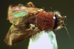 Coproica ferruginata