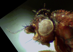 Coproica ferruginata