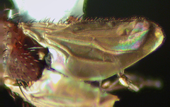 Coproica ferruginata