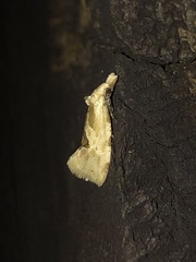 Aethes angustana