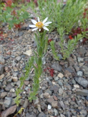 Eucephalus paucicapitatus