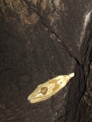 Aethes angustana