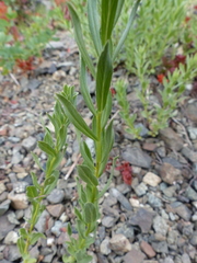 Eucephalus paucicapitatus