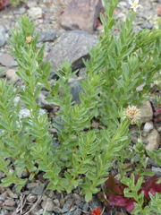 Eucephalus paucicapitatus