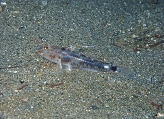 Fusigobius inframaculatus