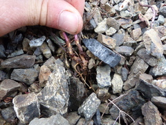 Eucephalus paucicapitatus