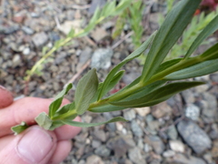 Eucephalus paucicapitatus