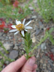 Eucephalus paucicapitatus