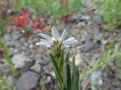 Image of Doellingeria paucicapitata by (c) J Straka, some rights reserved (CC BY)