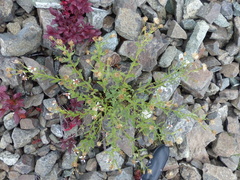 Eucephalus paucicapitatus