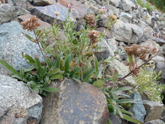 Phacelia leptosepala