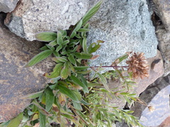Phacelia leptosepala