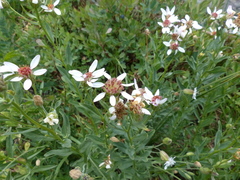 Eucephalus paucicapitatus