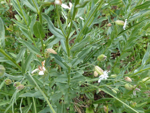 Image of Doellingeria paucicapitata by (c) J Straka, some rights reserved (CC BY)