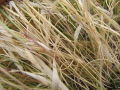 Stipagrostis obtusa
