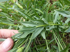 Eucephalus paucicapitatus