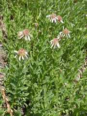 Eucephalus paucicapitatus