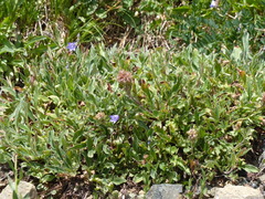 Phacelia leptosepala