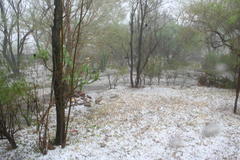 Dicrurus adsimilis apivorus