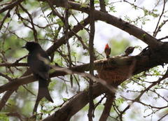 Dicrurus adsimilis apivorus