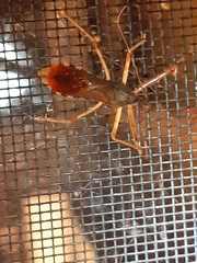 Rocconota annulicornis