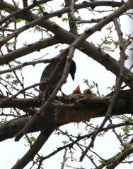 Dicrurus adsimilis apivorus