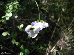 Lathyrus magellanicus
