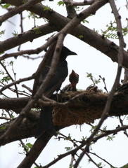 Dicrurus adsimilis apivorus