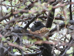 Dicrurus adsimilis apivorus