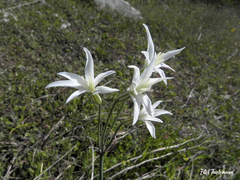 Leucocoryne alliacea