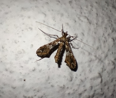 Lineodes triangulalis