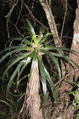 Large-leaved dragon tree (Dracaena aletriformis)