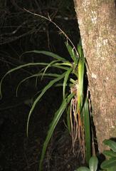Dracaena aletriformis