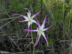 Leucocoryne alliacea