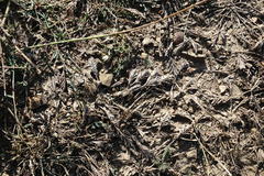 Sclerochloa dura