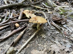Suillus hirtellus