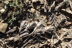 Sclerochloa dura