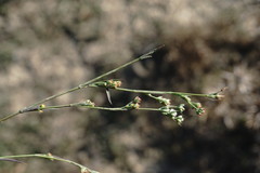 Bupleurum affine