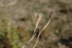 Hordeum geniculatum