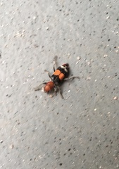 Enoclerus muttkowskii